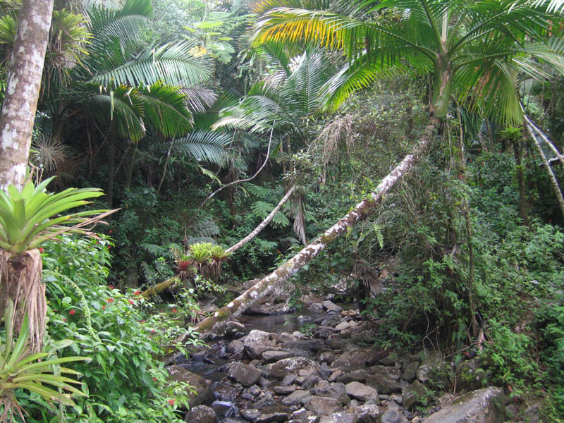 La Mina Waterfall picture 15450