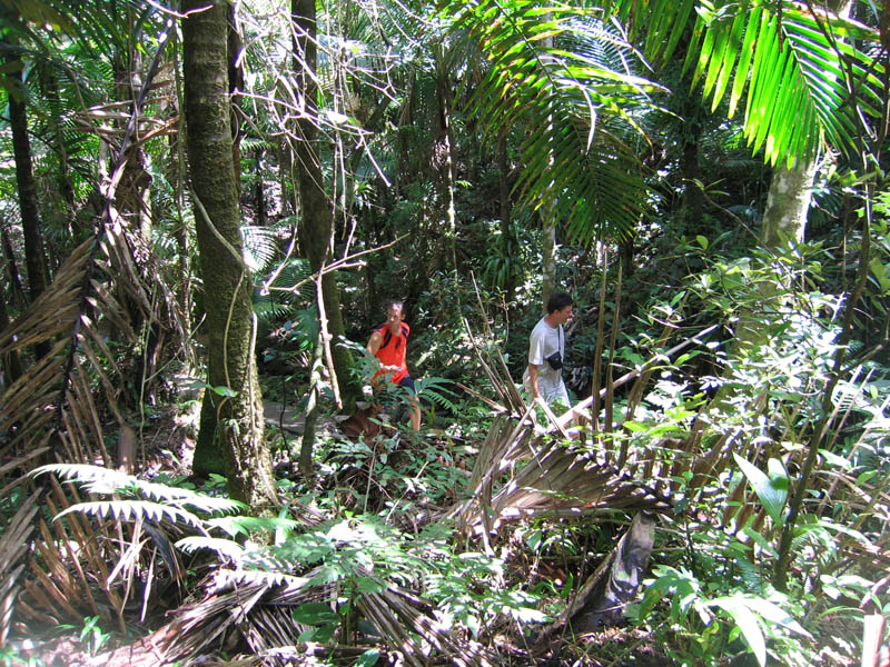 El Yunque the rainforest picture 15561