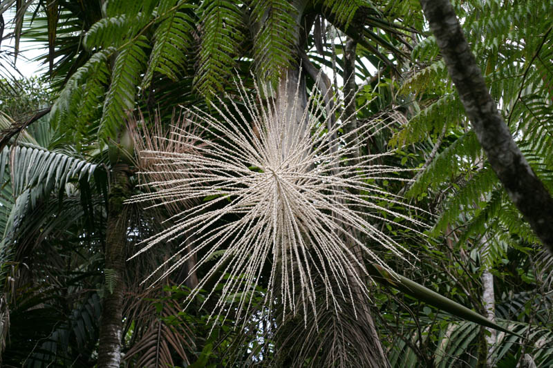 Flowering palm, El Yunque, Portoriko (August 2007)