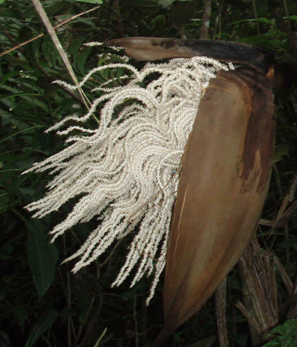 Breaking flower of a royal palm