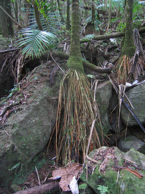 Coconut palms growing on rocks