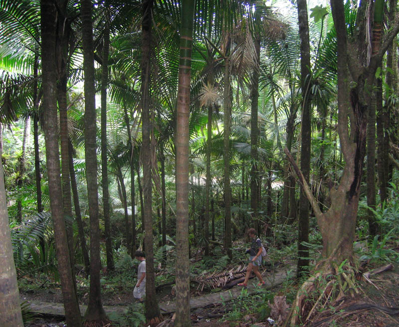 Rainforest picture 15581