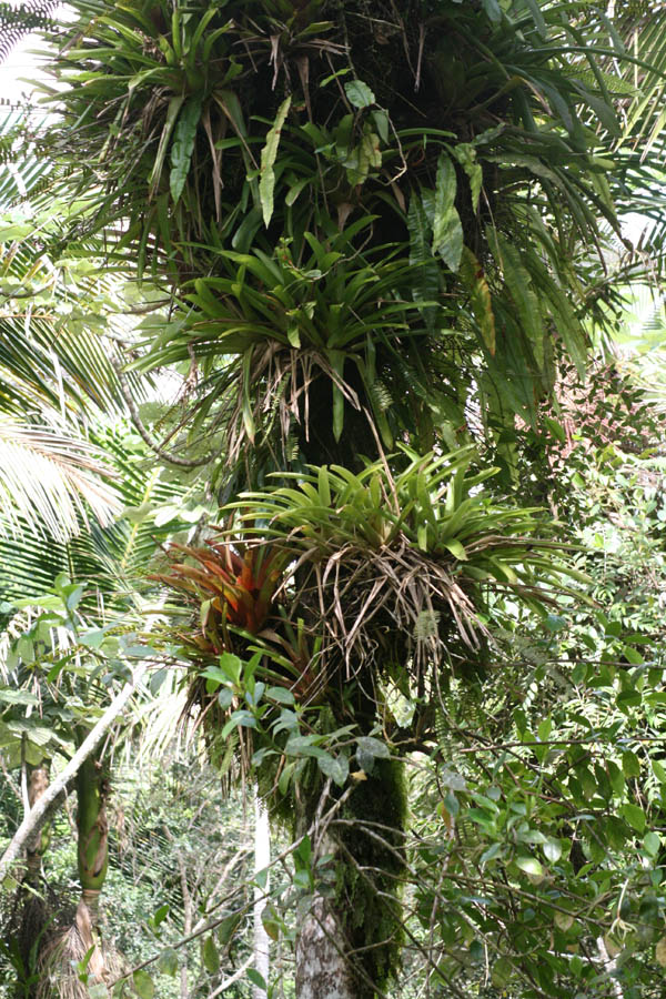 Rainforest floors on a palmtree trunk