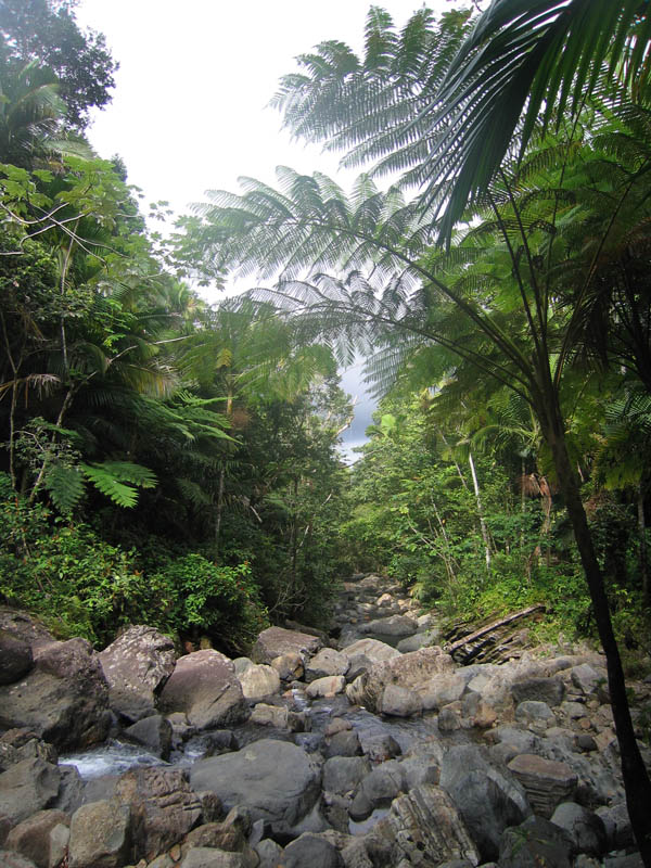 Rainforest picture 15585