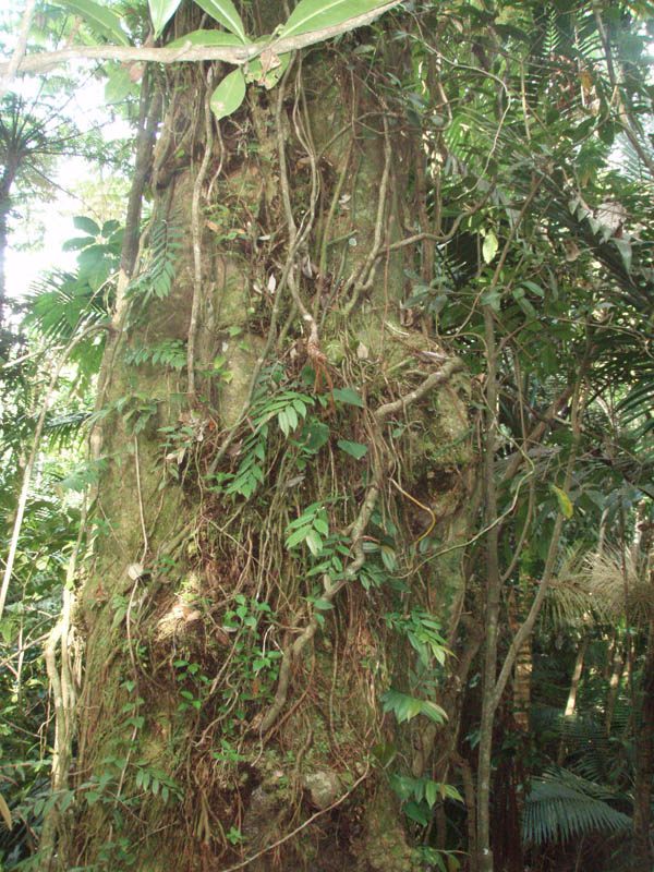Rainforest picture 15599