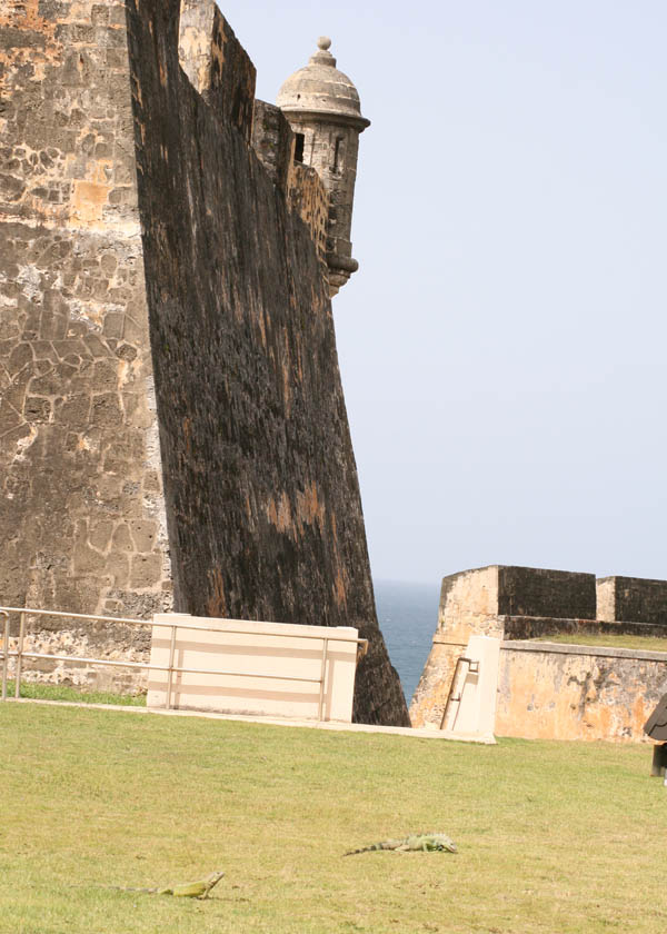 Iguanas next to entrance to Fort San Cristobal