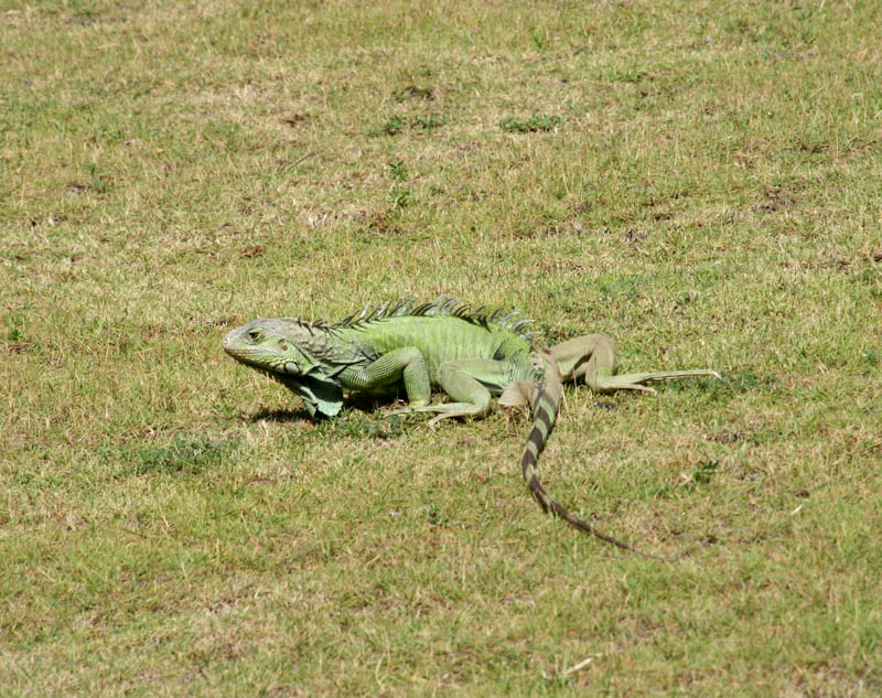 Iguanas in Fort San Cristbal picture 15890