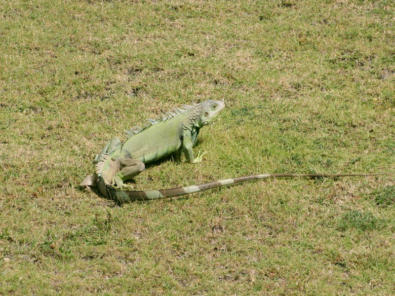 Iguanas in Fort San Cristbal picture 15891