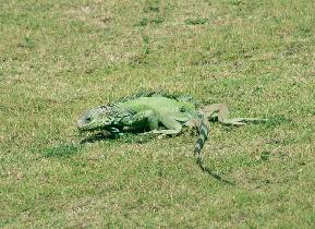 That's a lizard, isn't it? (August 2007) That's a lizard, isn't it? (August 2007)