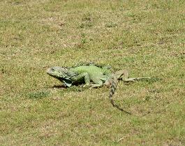 Iguanas in Fort San Cristóbal (August 2007) Iguanas in Fort San Cristóbal (August 2007)