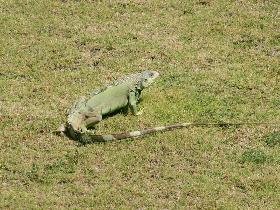 Iguanas in Fort San Cristóbal (August 2007) Iguanas in Fort San Cristóbal (August 2007)