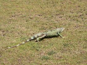 Iguanas in Fort San Cristóbal (August 2007) Iguanas in Fort San Cristóbal (August 2007)