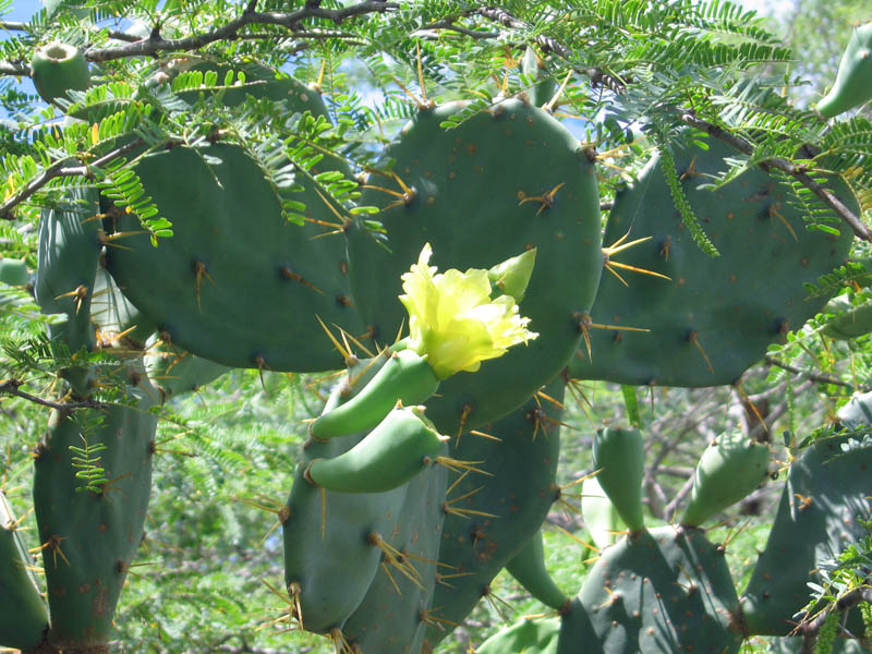 Laguna Kiani and the Ceiba Tree picture 16236