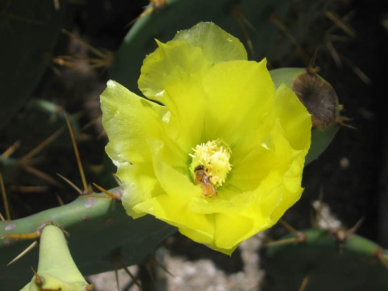 A bee on the prickley pear flower