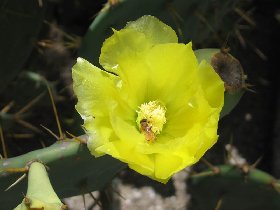 A bee on the prickley pear flower (August 2007) A bee on the prickley pear flower (August 2007)