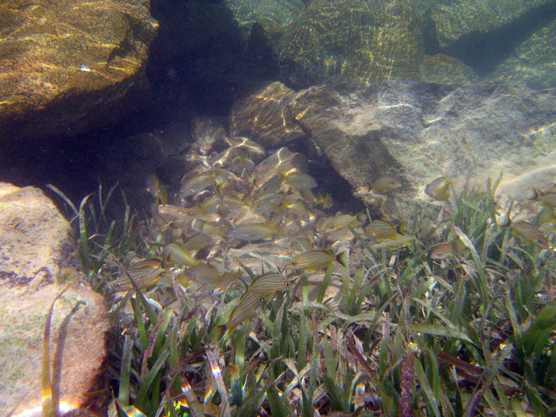 Mosquito Pier (August 2007)