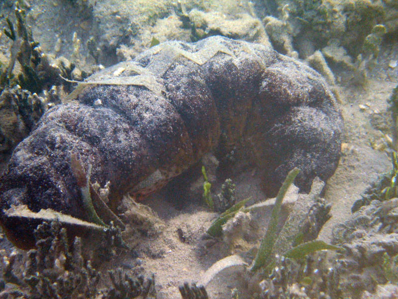 Sea Cucumber