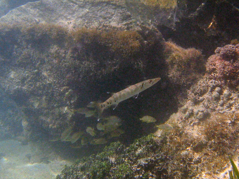 Young barracuda