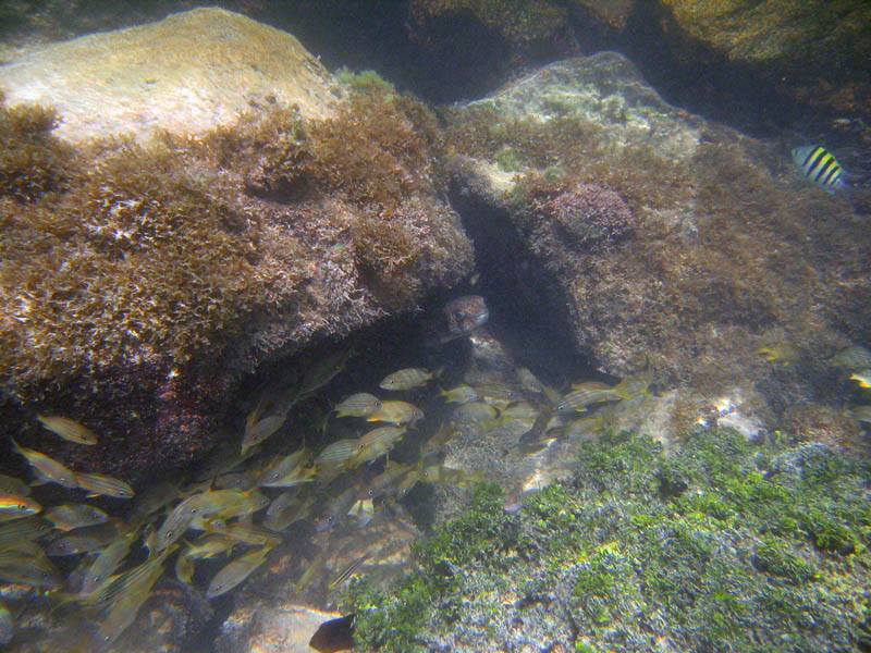 Nafukovacia ryba pod skalou