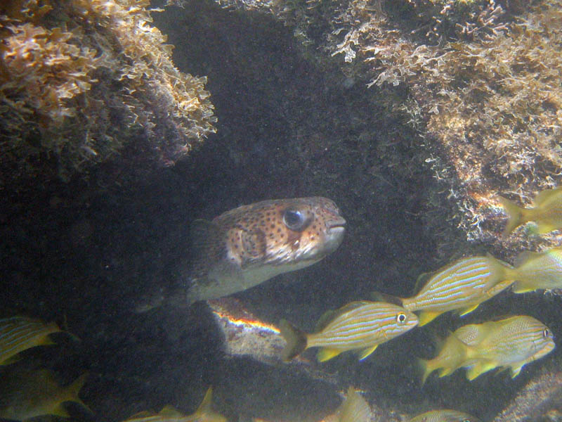 Porcupinefish