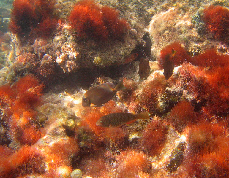 Parrotfish in the foreground