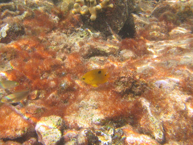 Juvenile Threespot Damselfish