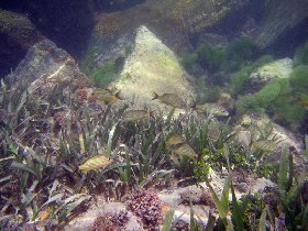 Mosquito Pier (August 2007) Mosquito Pier (August 2007)