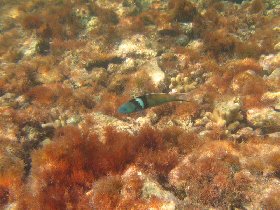 Bluehead wrasse (August 2007) Bluehead wrasse (August 2007)
