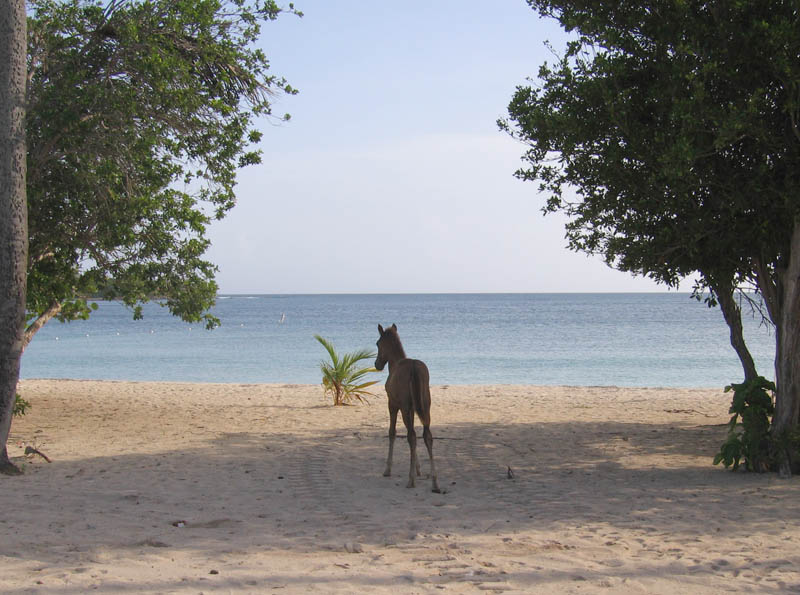 Passing the Sun Bay with a group of browsing horses