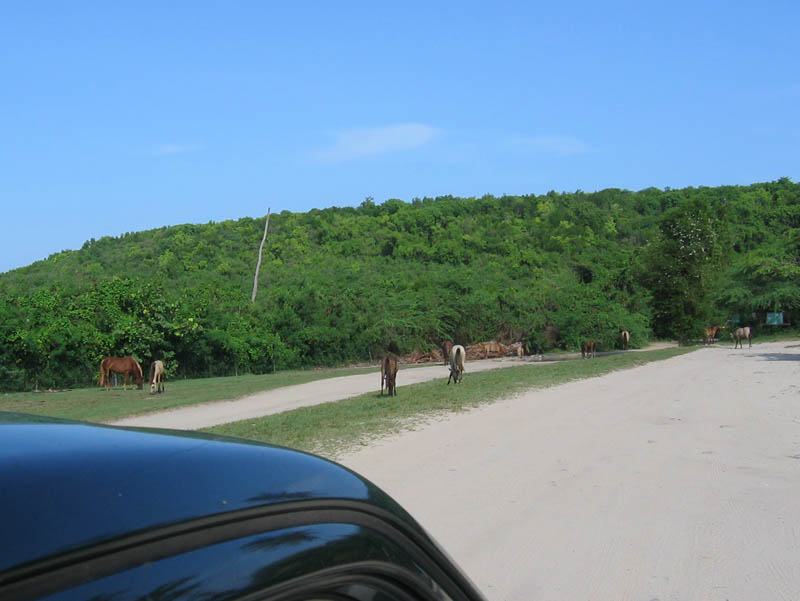 Way to the beach picture 16200