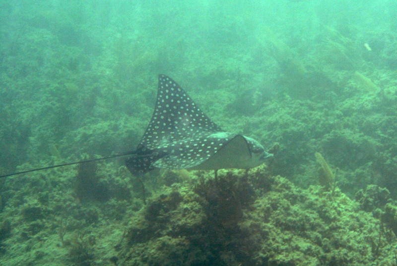 Katka again met the big spotted eagle ray near the Blue Beach