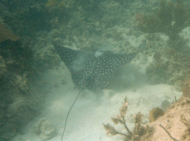 Ray in the Baha de la Chiva (August 2007)