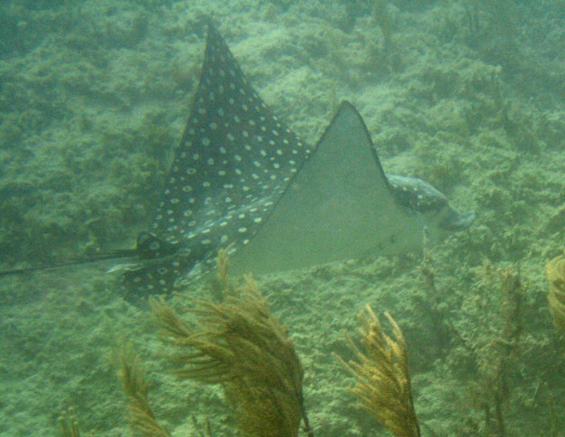 'Flying' spotted eagle ray