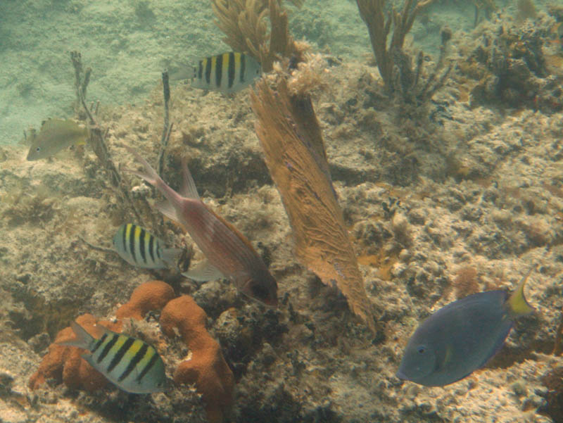 Red reef squirrelfish, couple of sergeants, and a blue tang