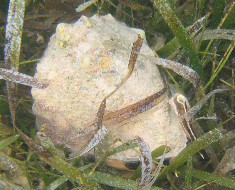 Today, Zvonec found out that there are conches here - and decided to taste them