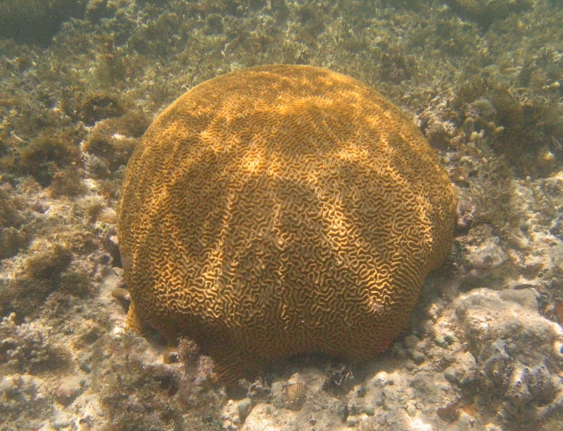 Symmetrical Brain Coral