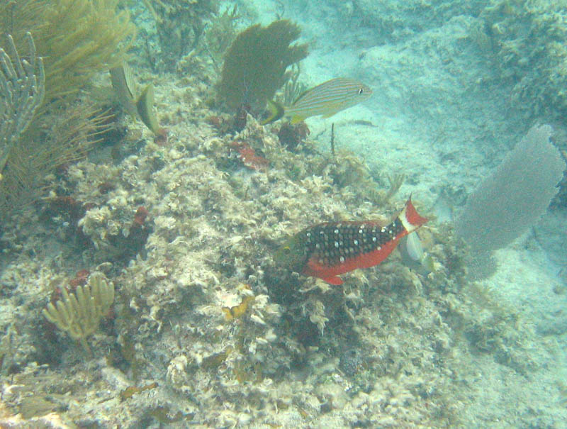 Parrotfish