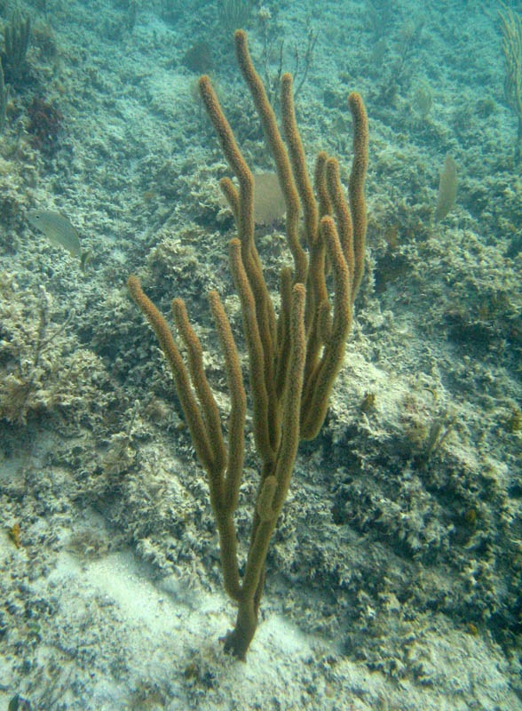 Blue Beach the second time picture 13292