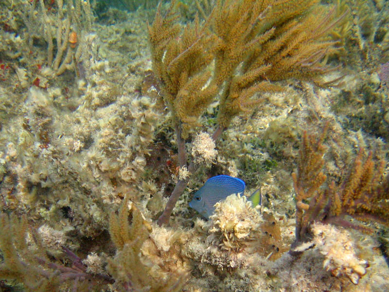 Blue Beach the second time picture 13296