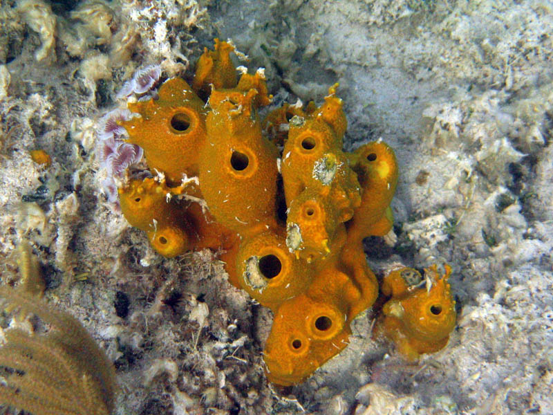 Sea sponge - doesn't look like an animal, but it actually is