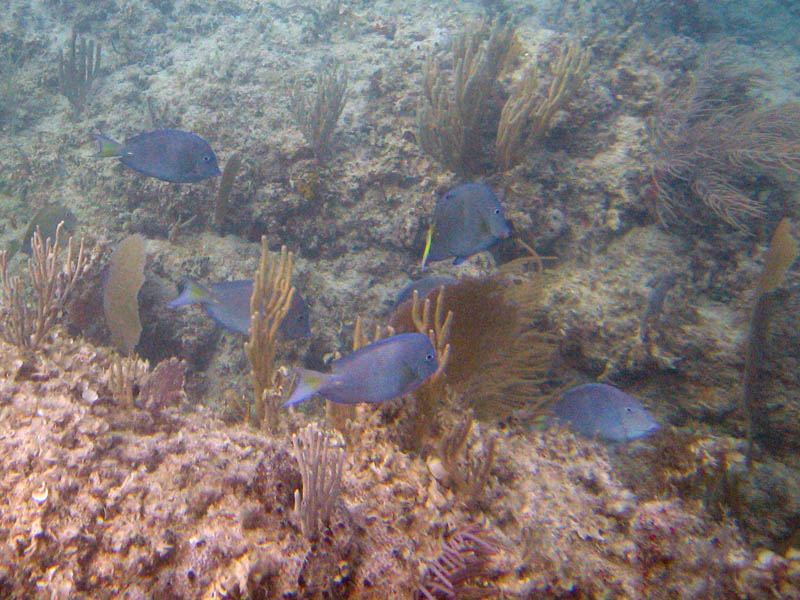 Blue Beach the second time picture 13302