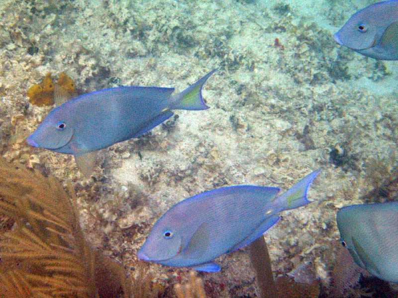 Blue tangs