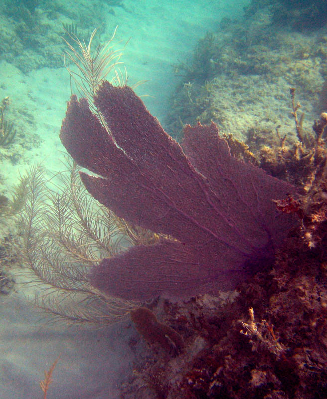 Blue Beach the second time picture 13307