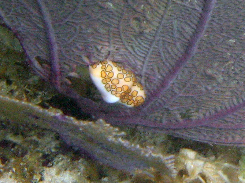 Flamingo tongue - small coral eating mollusc