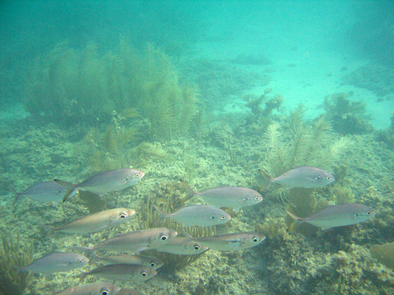 Blue Beach the second time picture 13313