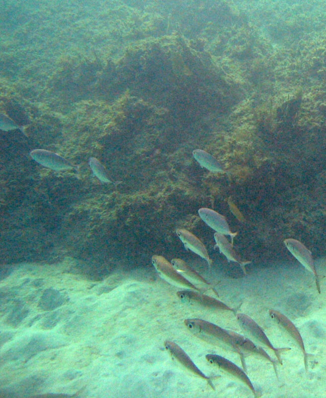 Blue Beach the second time picture 13314