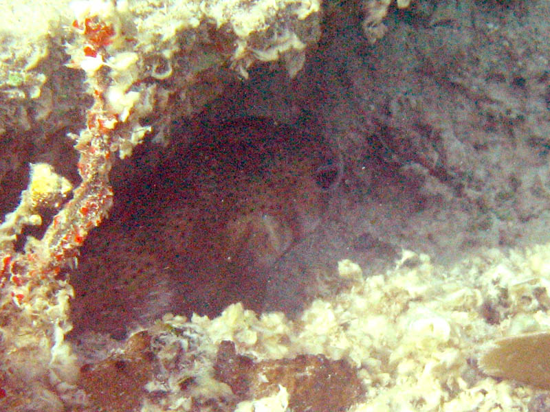 Puffer fish hidden under the reef