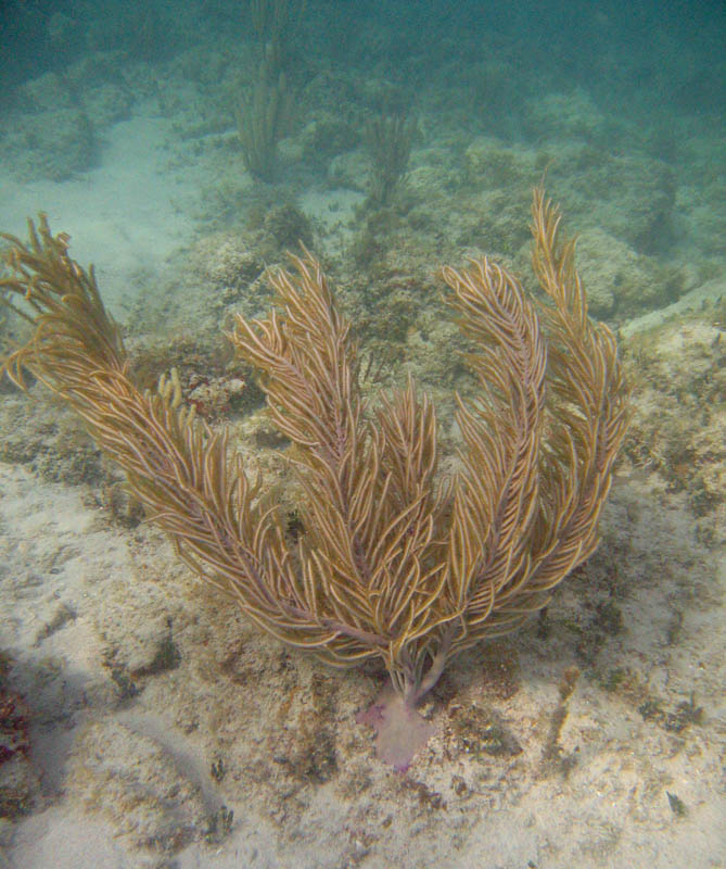 Corals, sponges, seafans, ... picture 15349