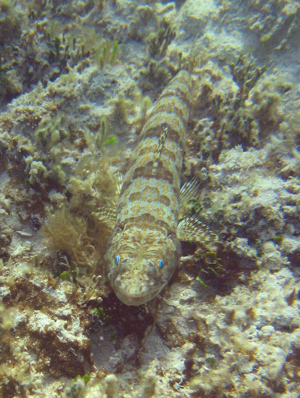 Lizardfish - Synodus saurus (August 2007)