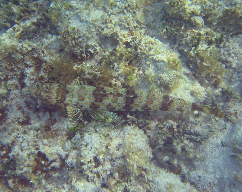 Atlantic lizardfish (Synodus intermedius)